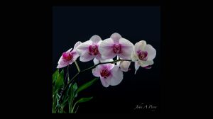 Orchid-2